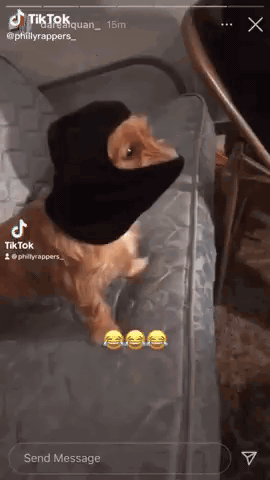 A Cat Wearing A Black Balaclava Is Sitting On A Couch . GIF