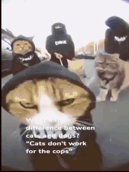 a cat wearing a black hoodie is standing in front of a group of people