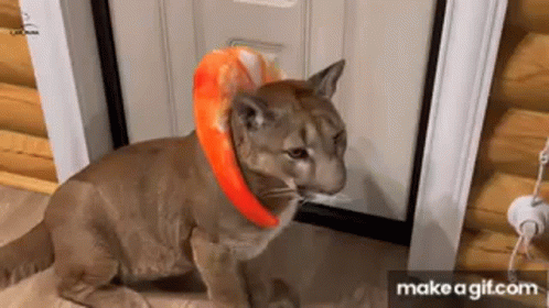 A Cat Wearing A Blanket Around Its Neck Is Sitting Next To A Door . GIF
