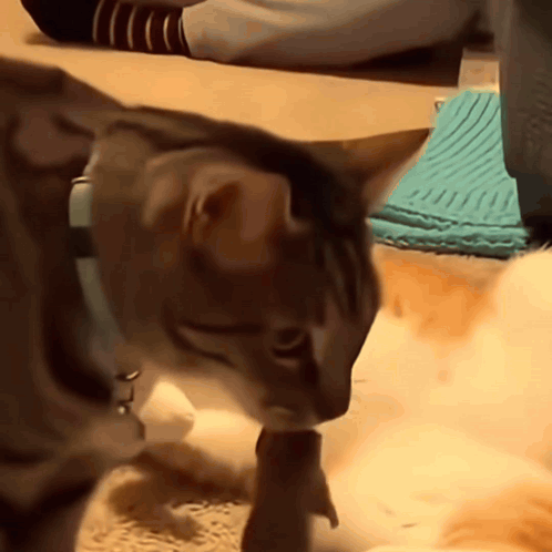 A Cat Wearing A Blue Collar Is Playing With A Toy On The Floor GIF