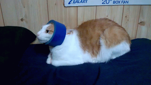 A Cat Wearing A Blue Cone Sits On A Bed Under A Sign That Says Galaxy GIF