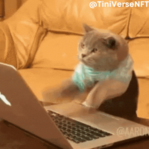 A Cat Wearing A Blue Scarf Is Sitting In Front Of A Laptop GIF