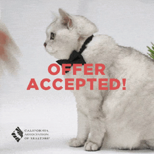 A Cat Wearing A Bow Tie Is Being Offered An Accepted Offer From The California Association Of Realtors GIF