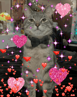 A Cat Wearing A Bow Tie Surrounded By Pink Hearts GIF