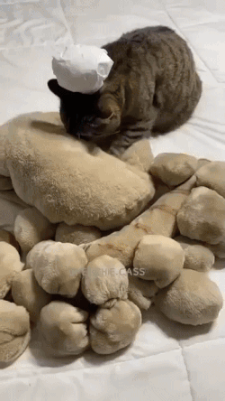 A Cat Wearing A Chef 'S Hat Is Playing With Stuffed Animals On A Bed GIF