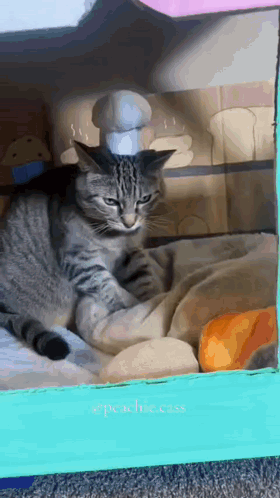 A Cat Wearing A Chef 'S Hat Laying In A Box GIF
