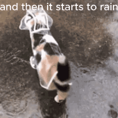 A Cat Wearing A Clear Plastic Raincoat Is Standing In The Rain . GIF