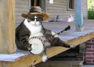 Cat Wearing Cowboy Hat And Sunglasses Playing Banjo GIF