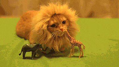 A Cat Wearing A Fake Lion 'S Mane Sits Next To A Giraffe And An Elephant GIF