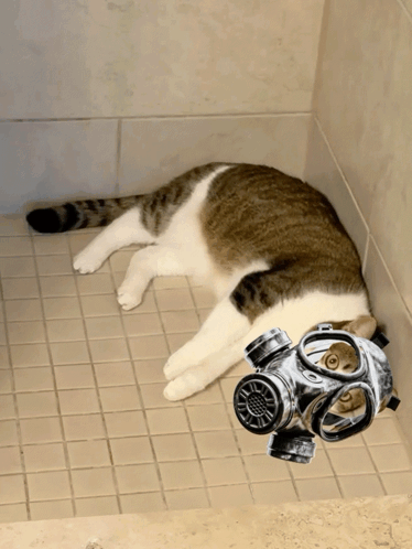 A Cat Wearing A Gas Mask Laying On The Floor GIF