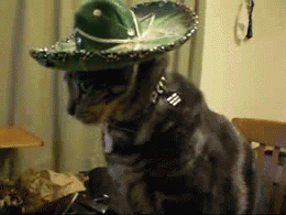 A Cat Wearing A Green Sombrero And Collar GIF