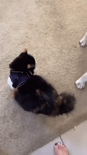 A Cat Wearing A Harness Is Laying On The Floor Next To A Dog 'S Paw GIF