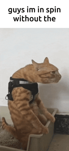 A Cat Wearing A Harness Is Sitting In A Litter Box GIF