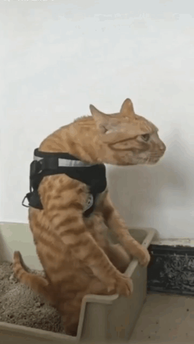 A Cat Wearing A Harness Is Standing In A Litter Box GIF