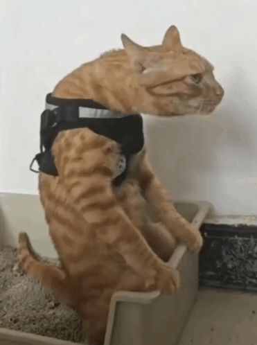 A Cat Wearing A Harness Sitting In A Litter Box GIF