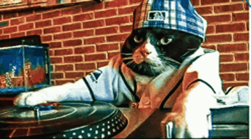 a cat wearing a hat and a shirt that says ny