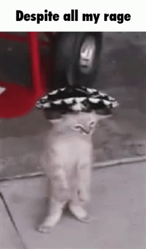 A Cat Wearing A Hat And Sunglasses Standing On Its Hind Legs . GIF