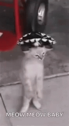 A Cat Wearing A Hat Is Standing On Its Hind Legs On A Sidewalk . GIF