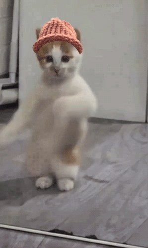 A Cat Wearing A Knitted Hat Is Standing In Front Of A Mirror GIF