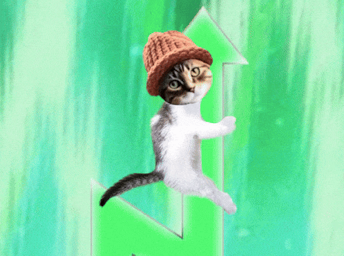 A Cat Wearing A Knitted Hat Is Standing On A Green Arrow Pointing Up GIF