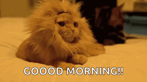 A Cat Wearing A Lion 'S Mane Is Laying On A Bed With The Words `` Good Morning ! '' GIF