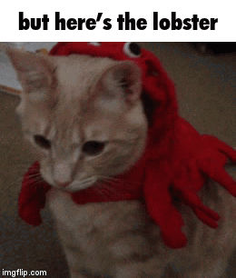 A Cat Wearing A Lobster Costume With A Caption That Says But Here 'S The Lobster GIF