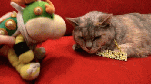 A Cat Wearing A Necklace That Says Gangsta On It GIF