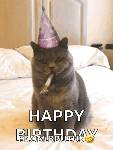 A Cat Wearing A Party Hat Is Sitting On A Bed With The Words Happy Birthday From Brutus Below It GIF
