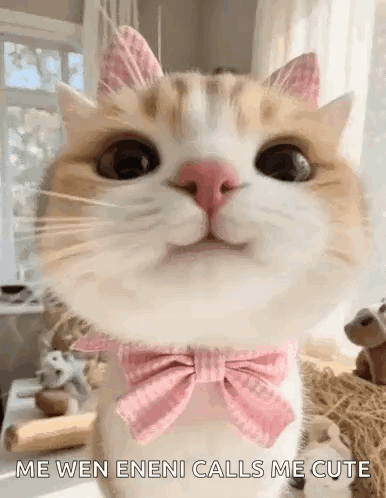 A Cat Wearing A Pink Bow Tie And Pink Ears Is Looking At The Camera . GIF