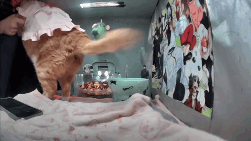 A Cat Wearing A Pink Dress Is Standing Next To A Bowl Of Cat Food GIF