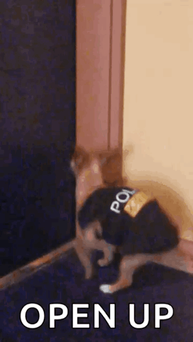 A Cat Wearing A Police Uniform Is Standing Next To A Door And Says `` Open Up '' . GIF