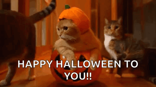 A Cat Wearing A Pumpkin Hat Is Sitting On A Pumpkin . GIF