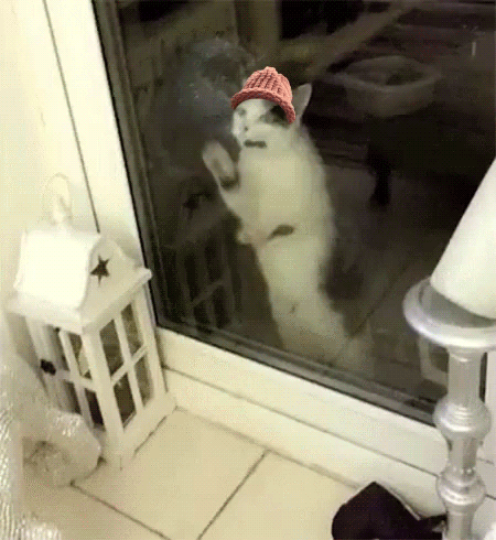 A Cat Wearing A Red Hat Is Standing In Front Of A Glass Door GIF