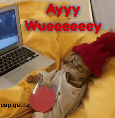 A Cat Wearing A Red Hat Sits In Front Of A Laptop With The Words Ayyy Wueeeeey GIF