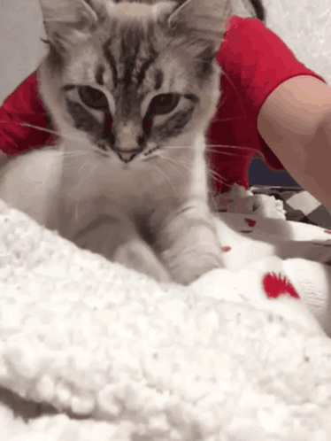 A Cat Wearing A Red Shirt Is Laying On A Blanket GIF