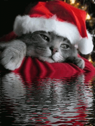 A Cat Wearing A Santa Hat Is Laying On A Red Blanket GIF