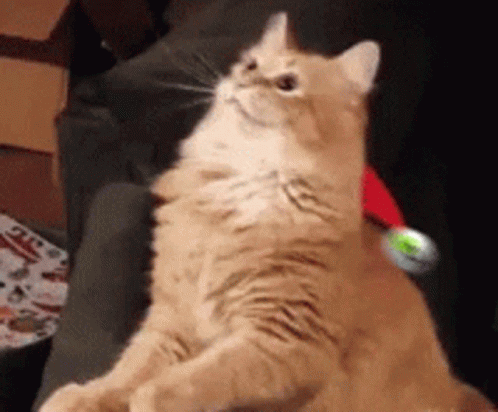 A Cat Wearing A Santa Hat Is Sitting On A Chair GIF