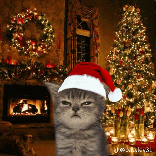 A Cat Wearing A Santa Hat Is Standing In Front Of A Christmas Tree GIF