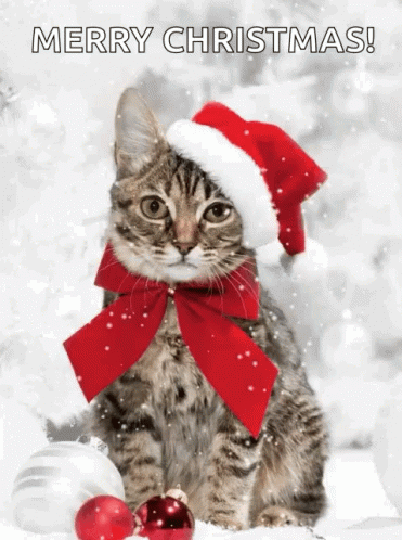 A Cat Wearing A Santa Hat With A Red Bow Around Its Neck . GIF