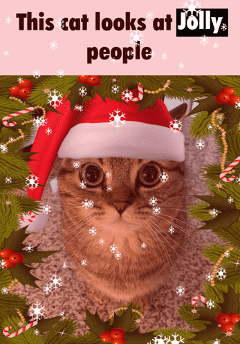 A Cat Wearing A Santa Hat With The Words This Cat Looks At Jolly People GIF