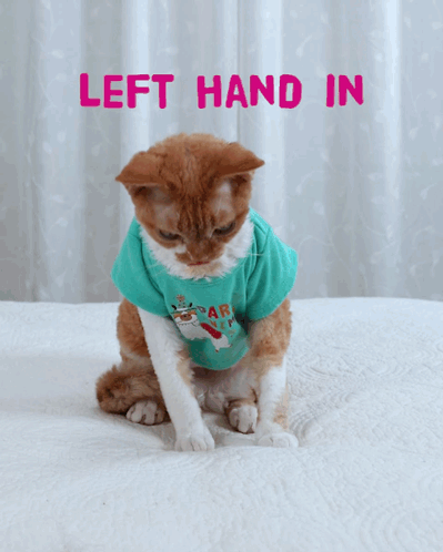 A Cat Wearing A Shirt That Says " Shake It All About " GIF