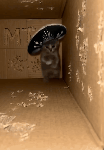 A Cat Wearing A Sombrero Stands In A Cardboard Box GIF