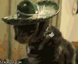 A Cat Wearing A Sombrero With Senogif.com Written On The Bottom Right GIF
