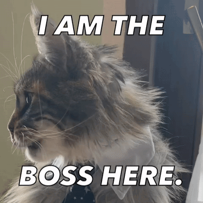 A Cat Wearing A Tie And Collar Says I Am The Boss Here GIF