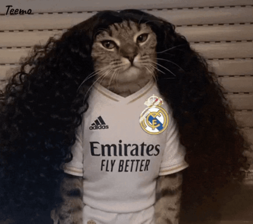 A Cat Wearing A Wig And An Emirates Fly Better Jersey GIF