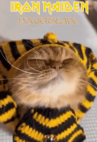 A Cat Wearing A Yellow And Black Striped Sweater With The Words Iron Maiden Powerslave Written Above It GIF