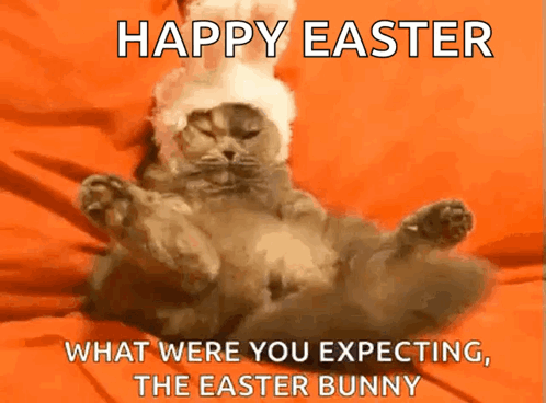 A Cat Wearing An Easter Bunny Hat Is Laying On Its Back On An Orange Blanket GIF