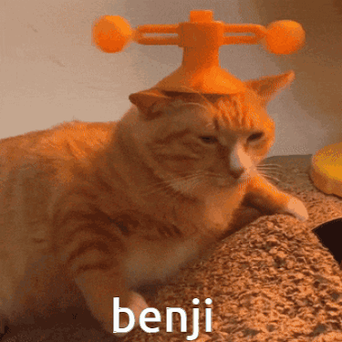 Cat Wearing Orange Hat With Benji Text GIF