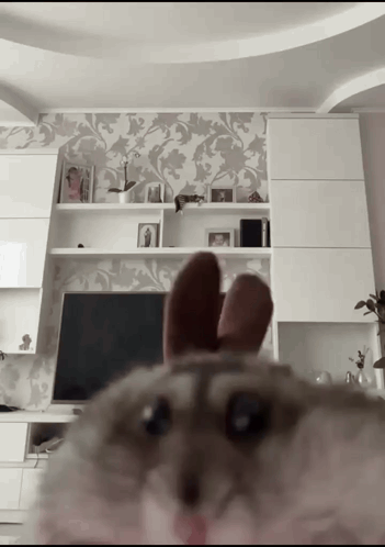 a cat wearing bunny ears looks at the camera in front of a tv