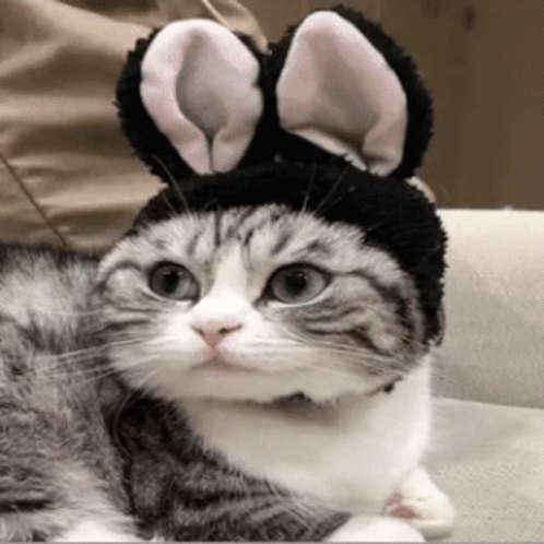 A Cat Wearing Bunny Ears On Its Head GIF